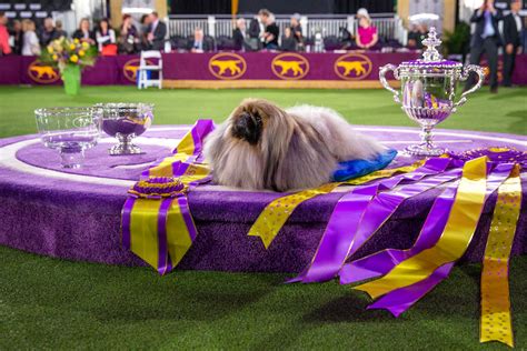 The Westminster Kennel Club Dog Show: What do the winners get?